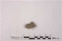 藏品(地衣)的圖片